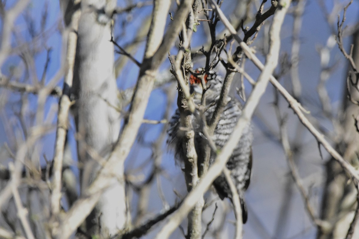White-barred Piculet - ML640811144