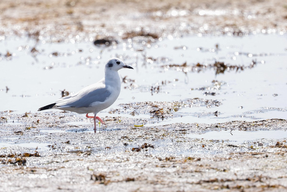 Bonaparte's Gull - ML640811146
