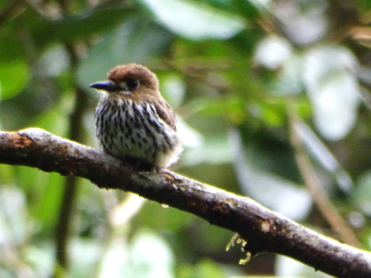 Lanceolated Monklet - ML640811180