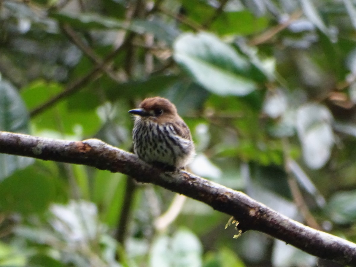 Lanceolated Monklet - ML640811181