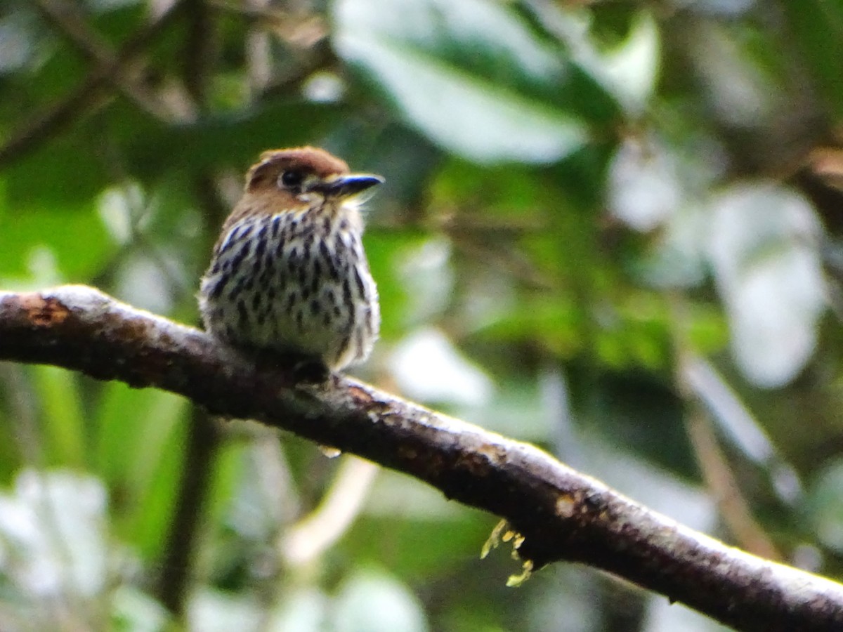 Lanceolated Monklet - ML640811182