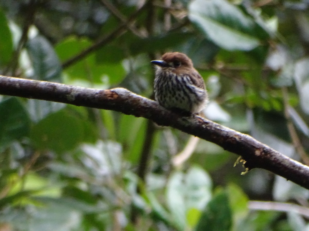 Lanceolated Monklet - ML640811183