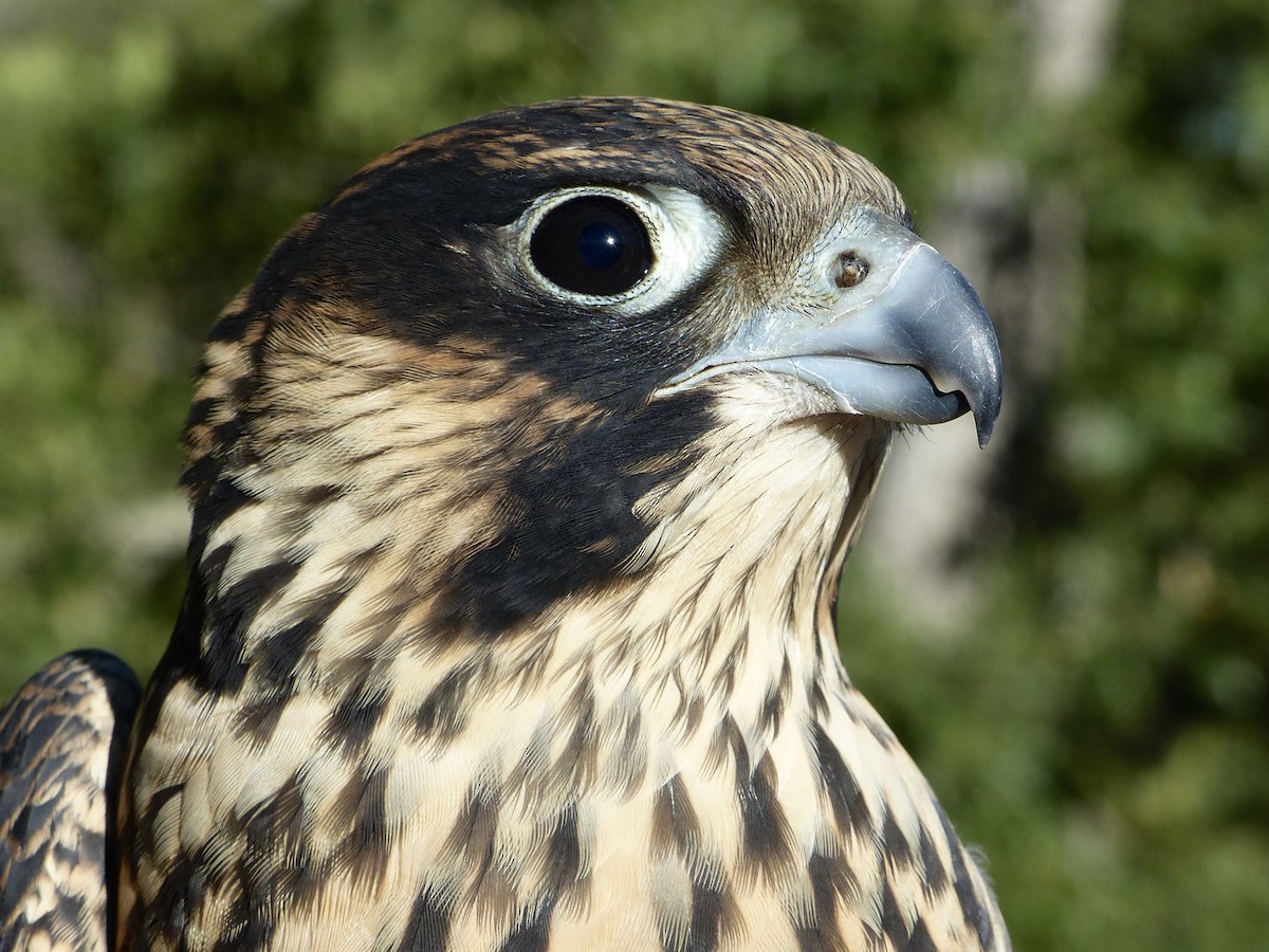 Peregrine Falcon - ML640811193