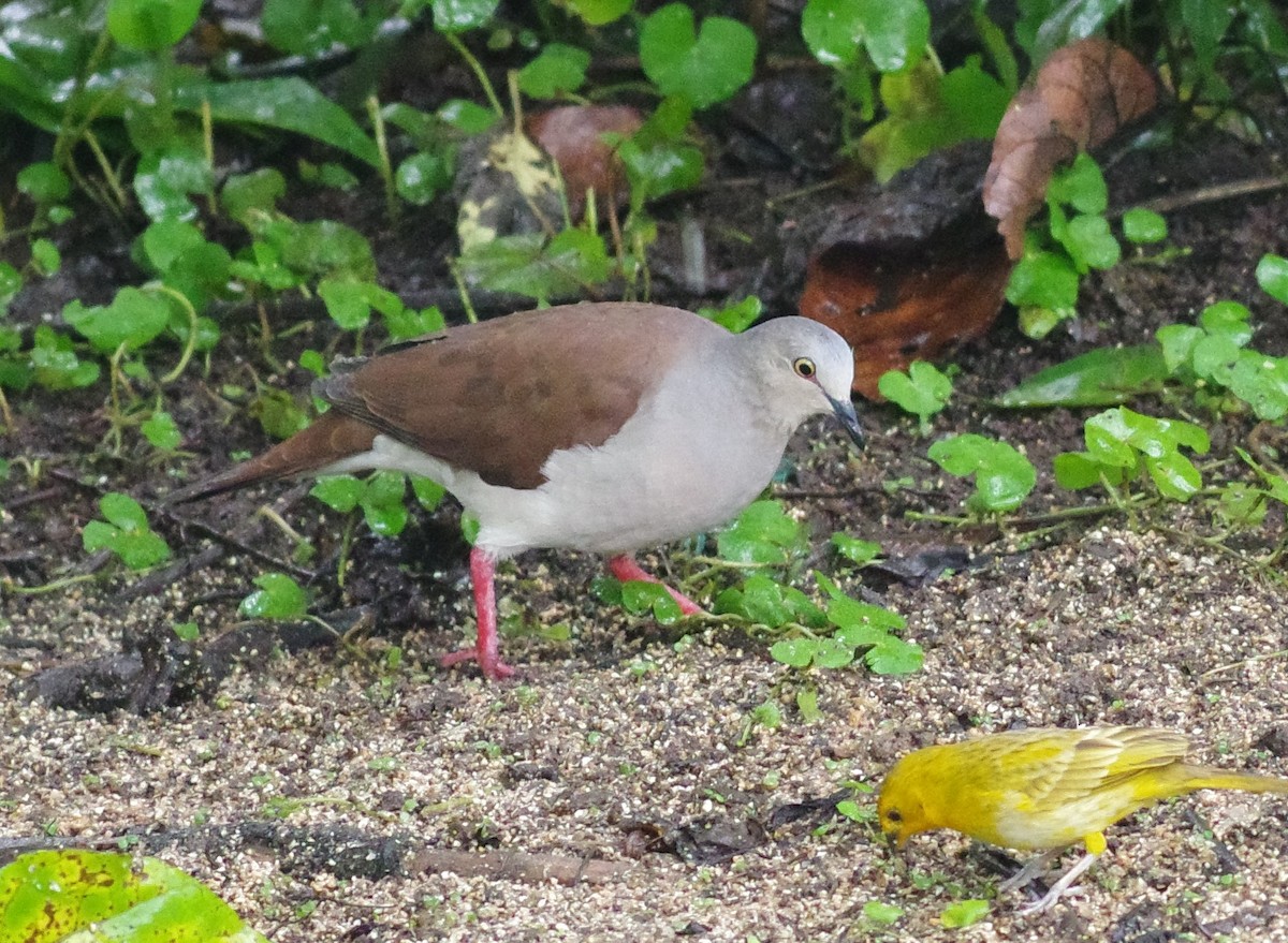 Pallid Dove - ML640811199