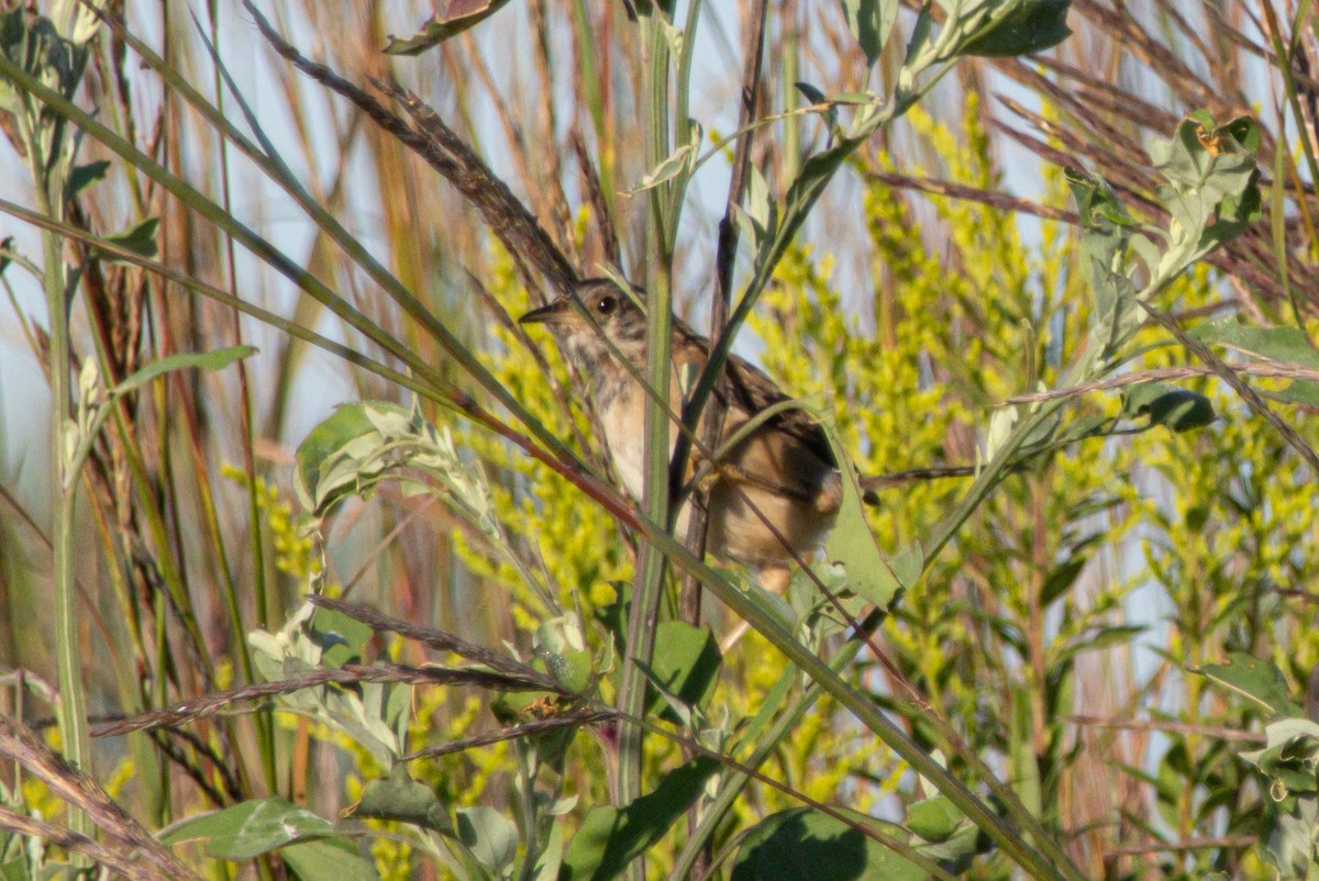 Sedge Wren - ML640811284