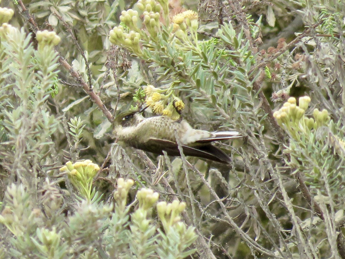 Green-bearded Helmetcrest - ML640811344