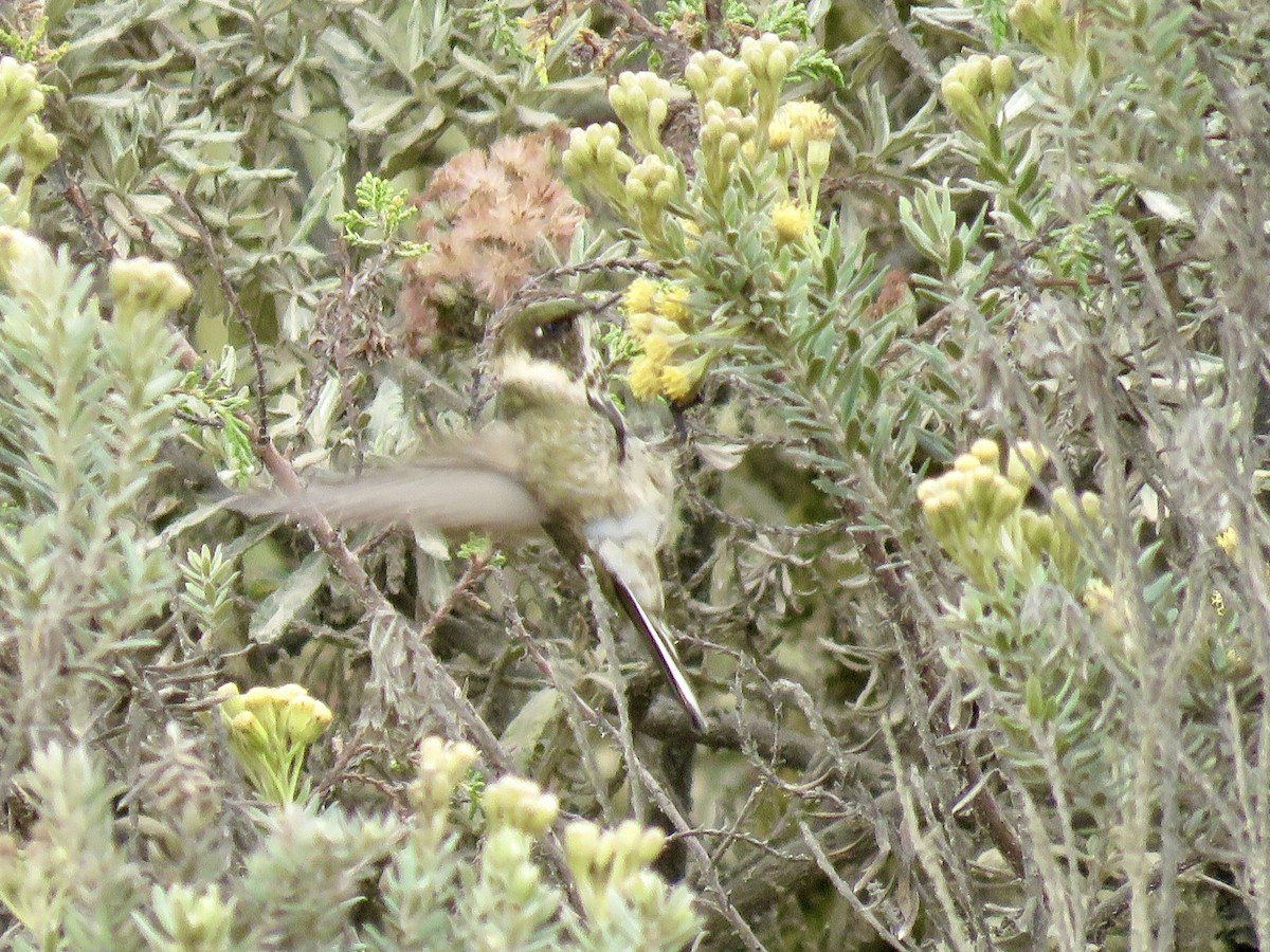 Green-bearded Helmetcrest - ML640811346
