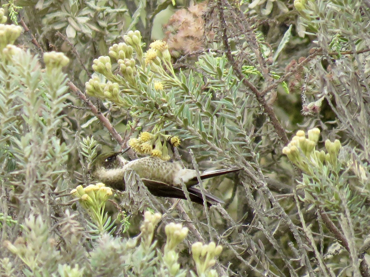 Green-bearded Helmetcrest - ML640811347