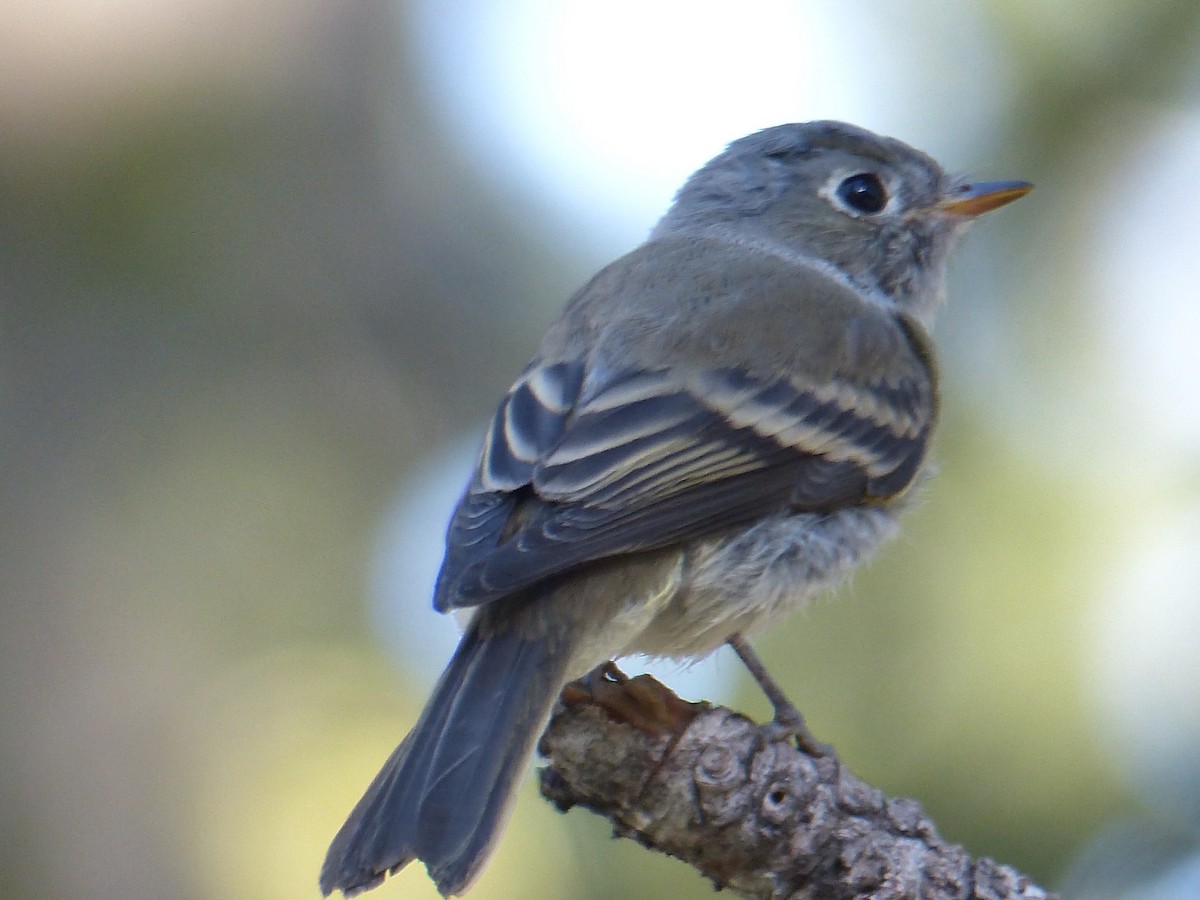 Hammond's/Dusky Flycatcher - ML640811374