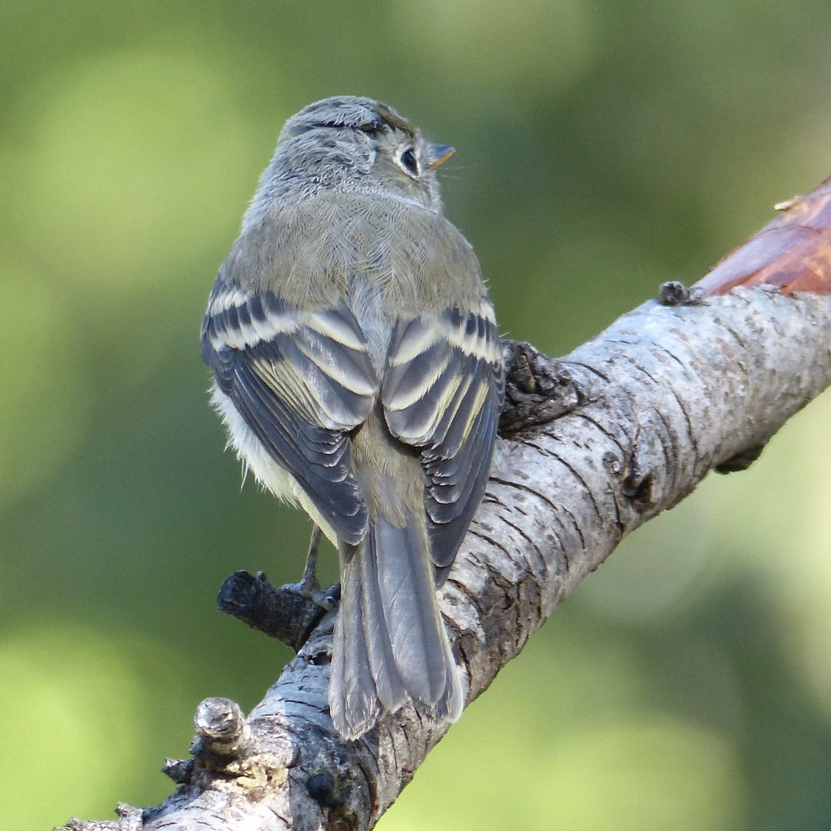 Hammond's/Dusky Flycatcher - ML640811412