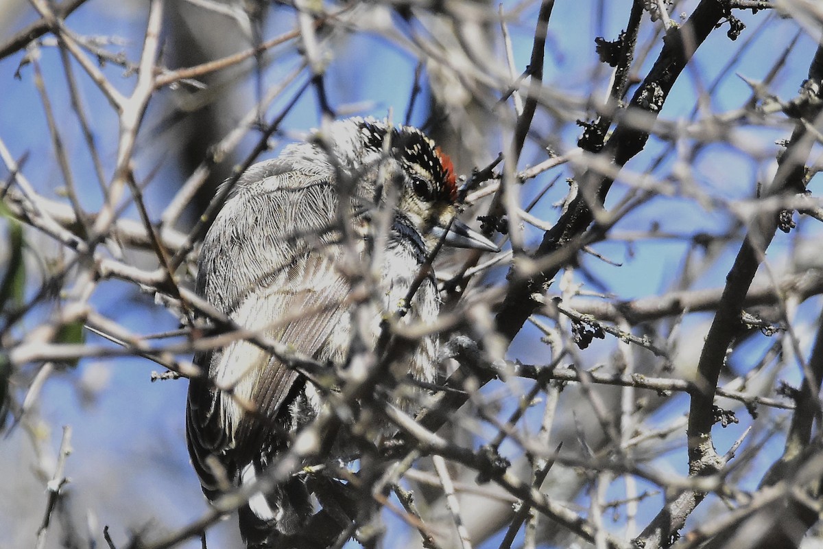 White-barred Piculet - ML640811421