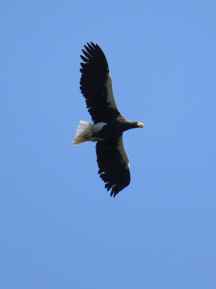 Steller's Sea-Eagle - ML640811423