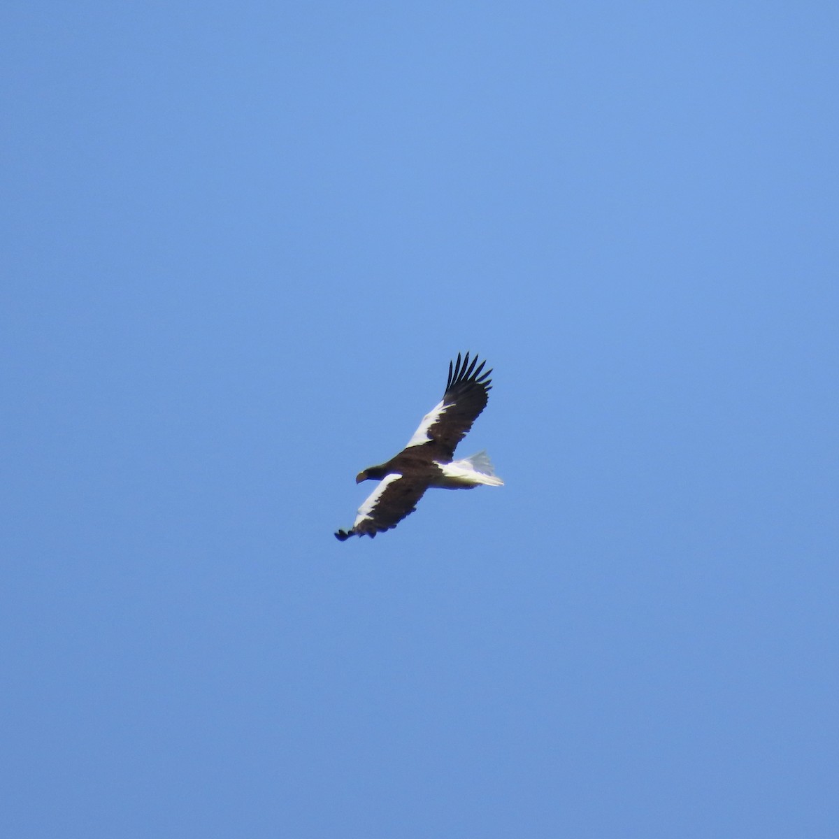 Steller's Sea-Eagle - ML640811424