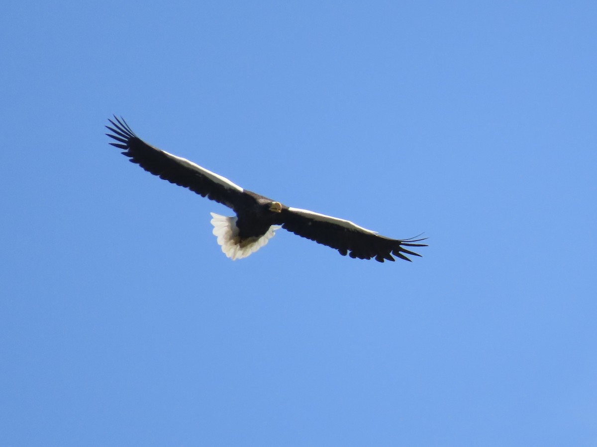 Steller's Sea-Eagle - ML640811425
