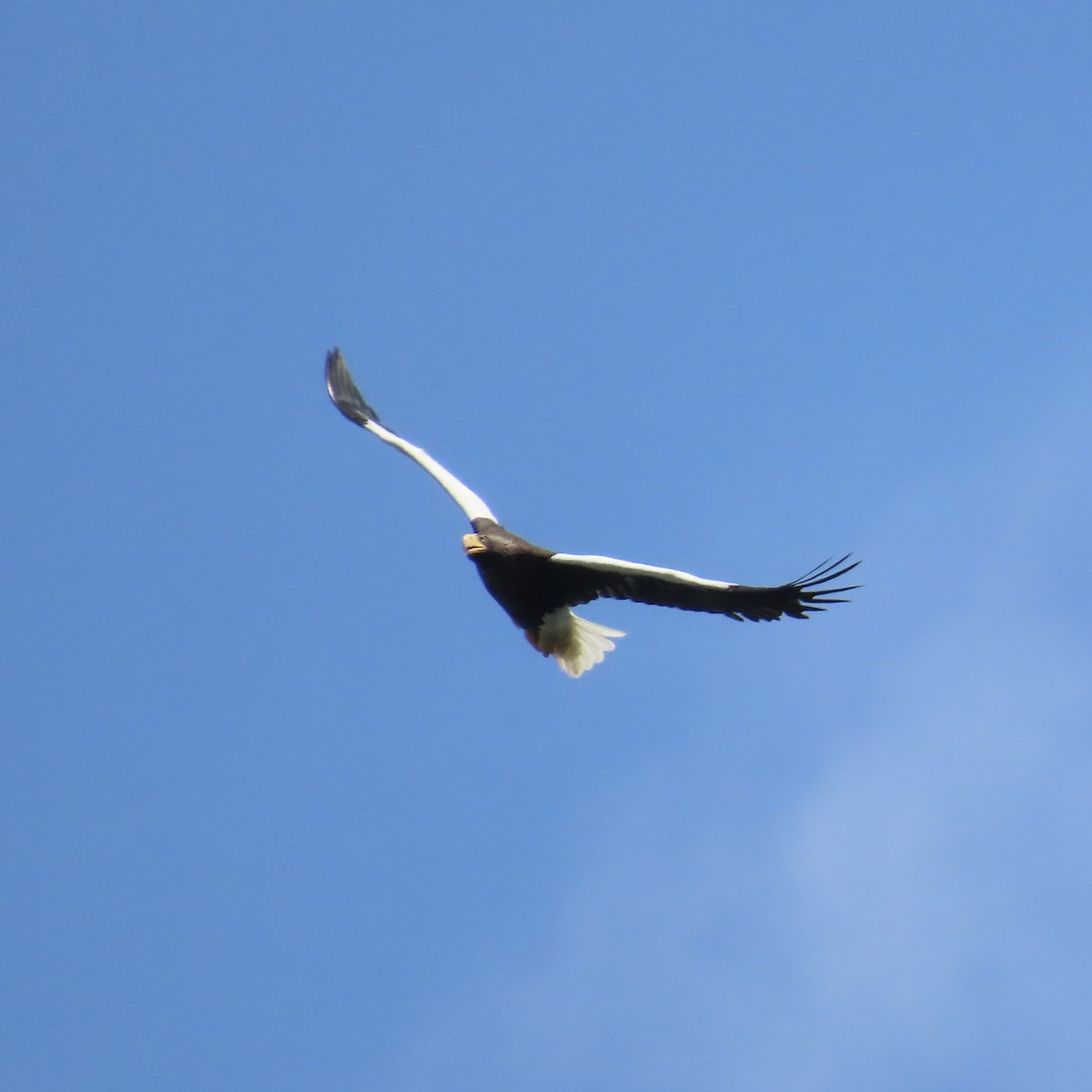 Steller's Sea-Eagle - ML640811426