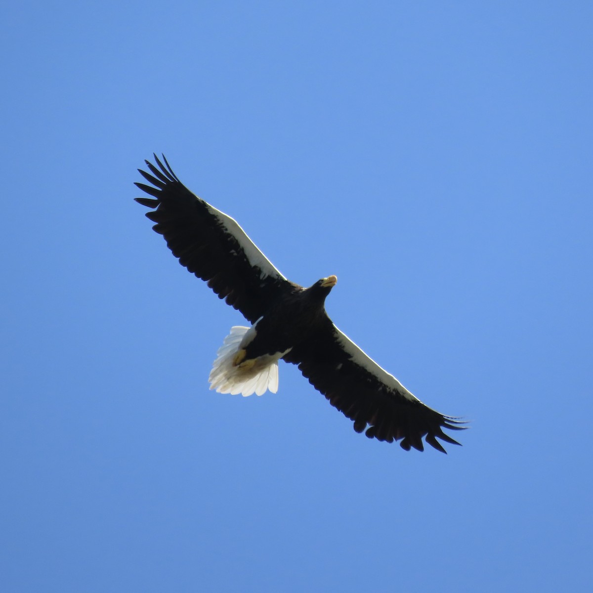 Steller's Sea-Eagle - ML640811427