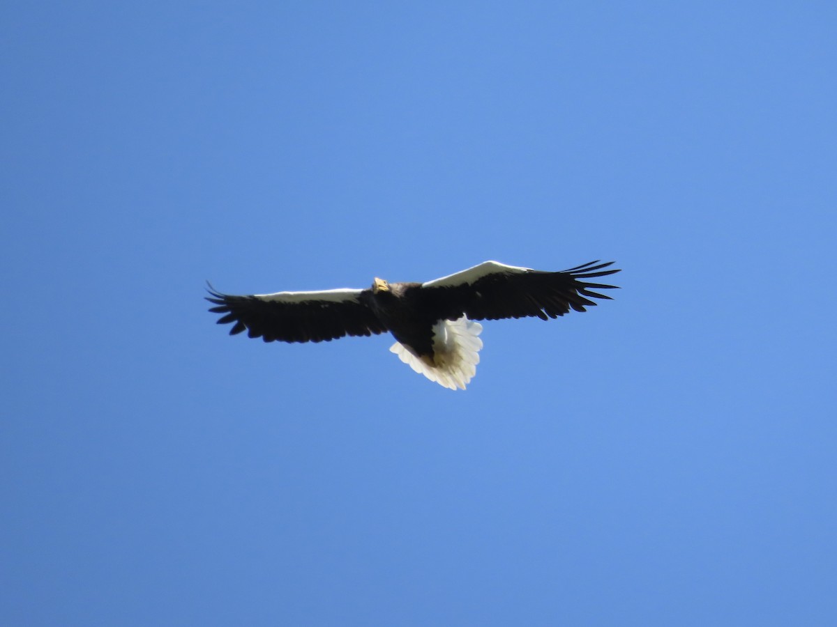 Steller's Sea-Eagle - ML640811428
