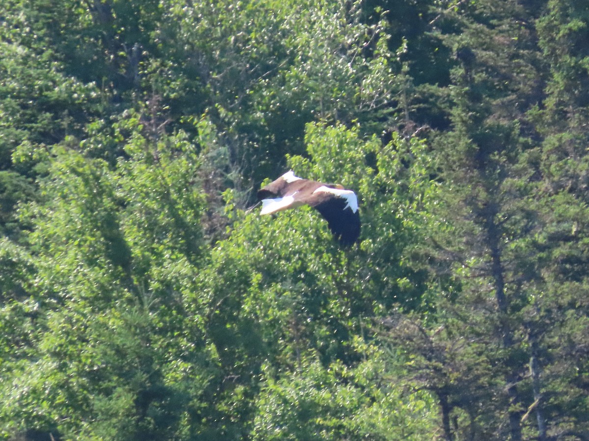 Steller's Sea-Eagle - ML640811429