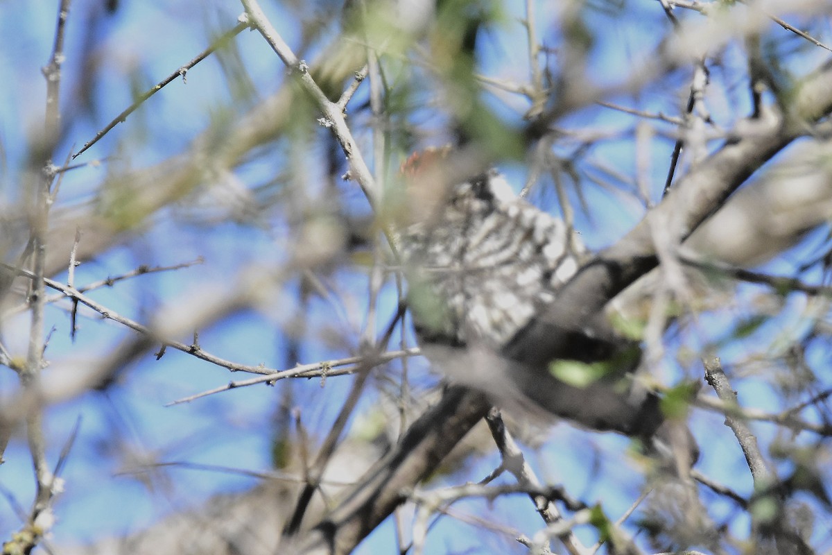 White-barred Piculet - ML640811447