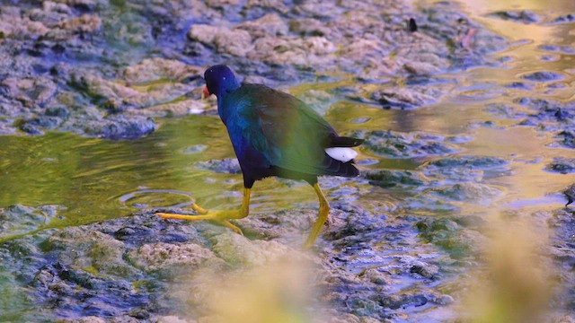 Purple Gallinule - ML640811454