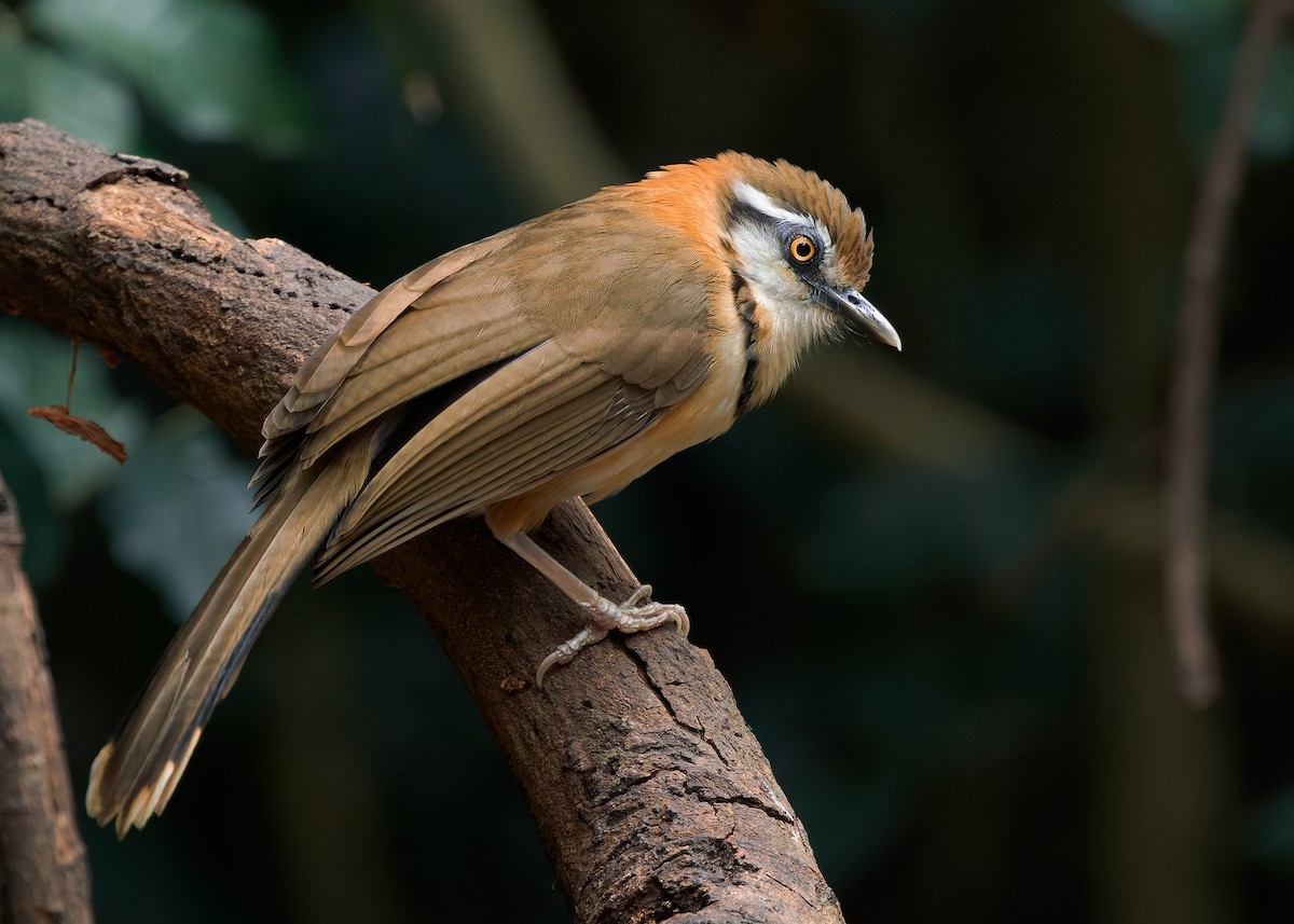 Lesser Necklaced Laughingthrush - ML640811475