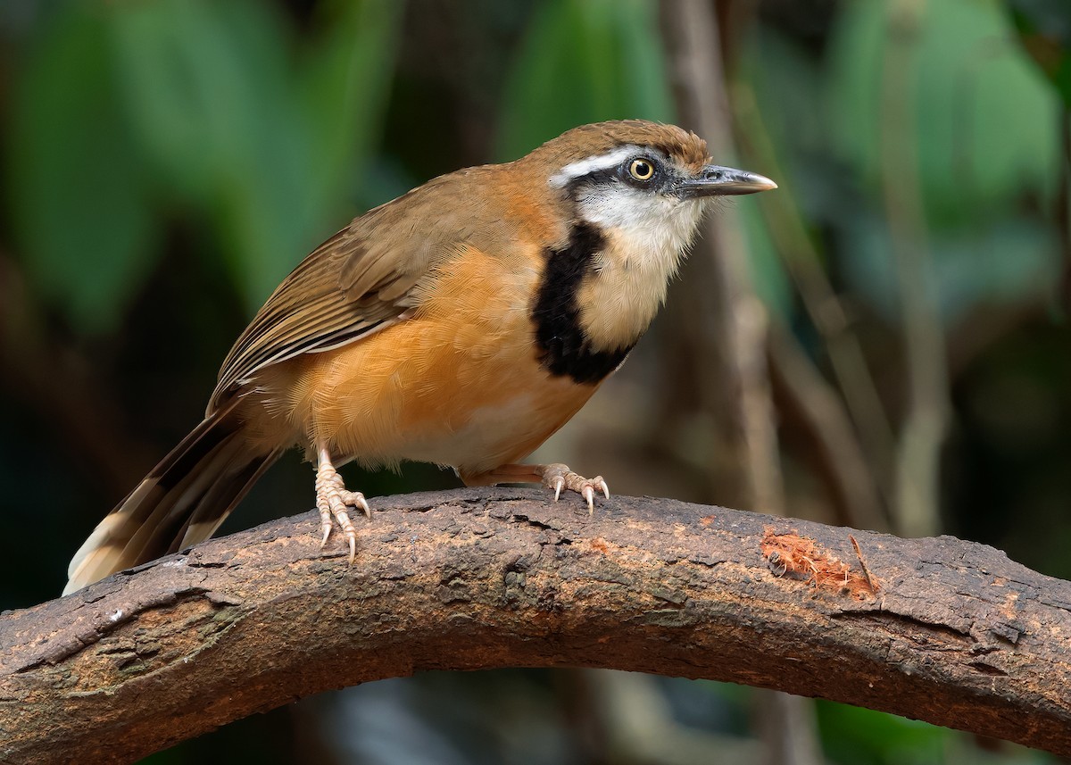 Lesser Necklaced Laughingthrush - ML640811476