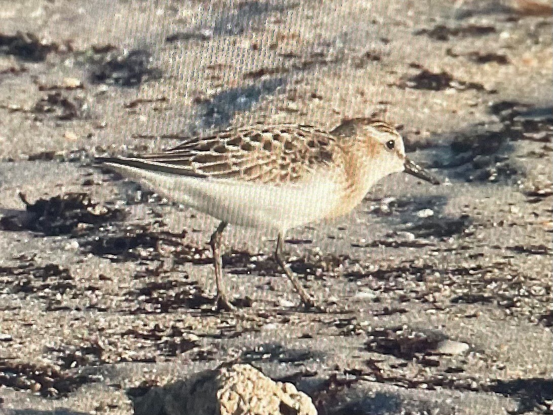 Semipalmated Sandpiper - ML640811477