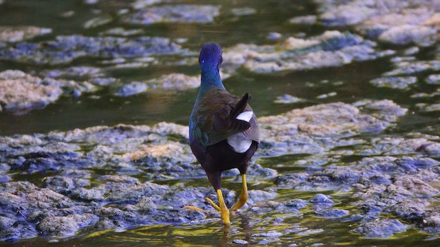 Purple Gallinule - ML640811497