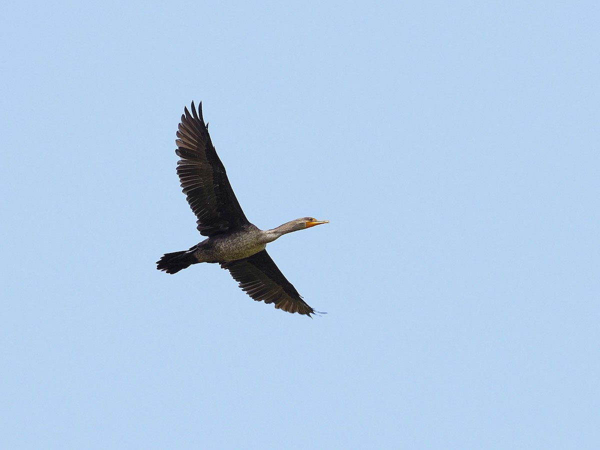 Double-crested Cormorant - ML640811500