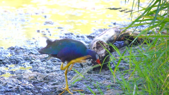 Purple Gallinule - ML640811511