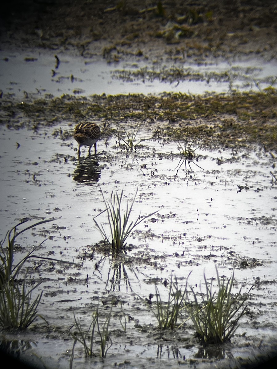 Wilson's Snipe - ML640811514