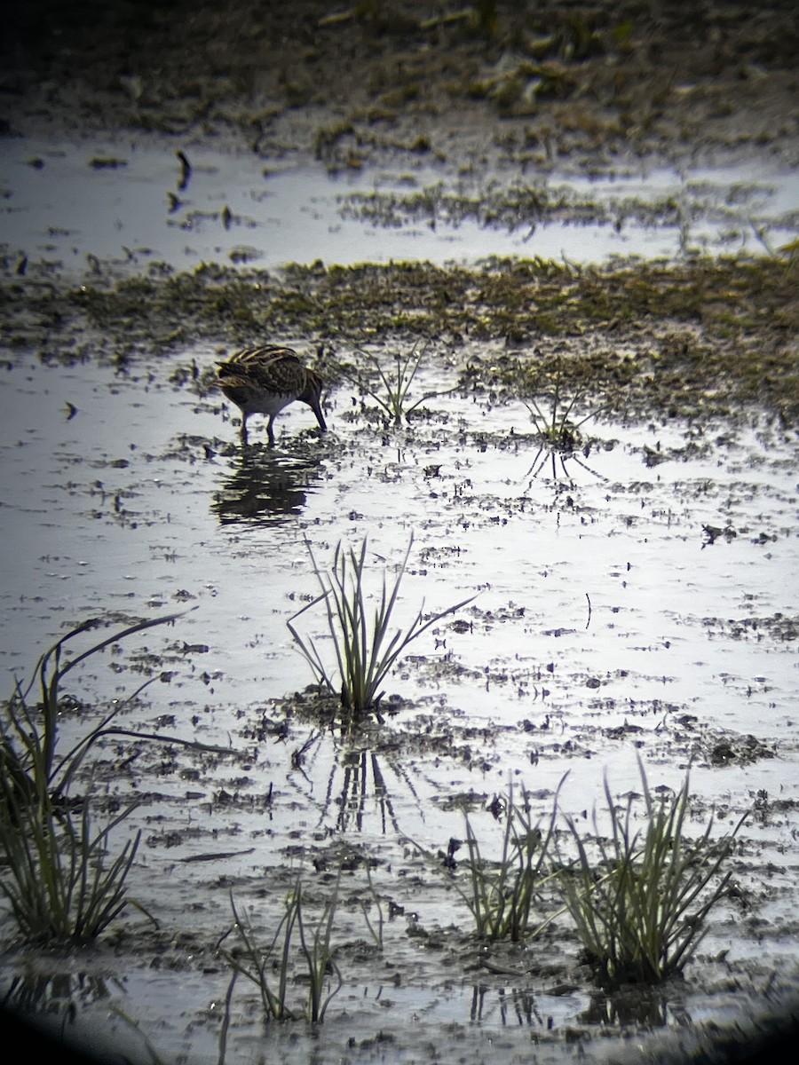Wilson's Snipe - ML640811515