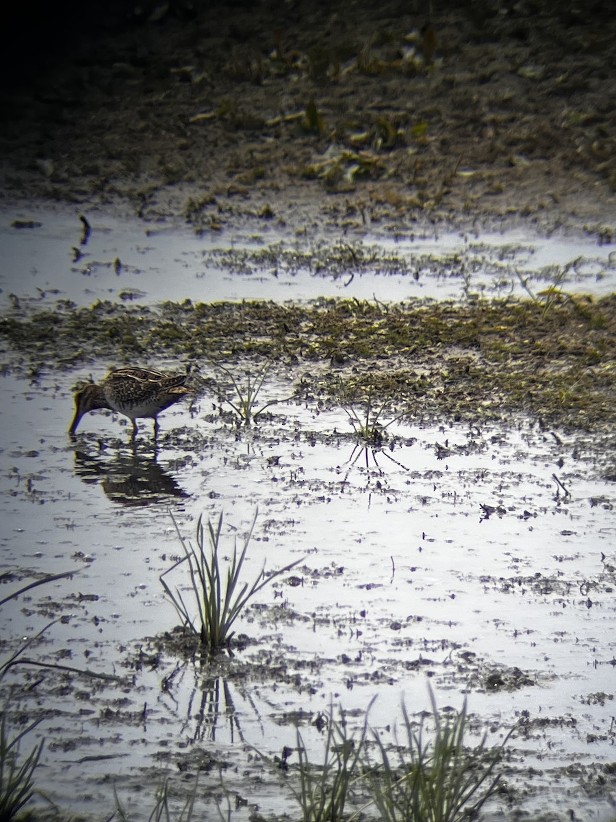 Wilson's Snipe - ML640811516