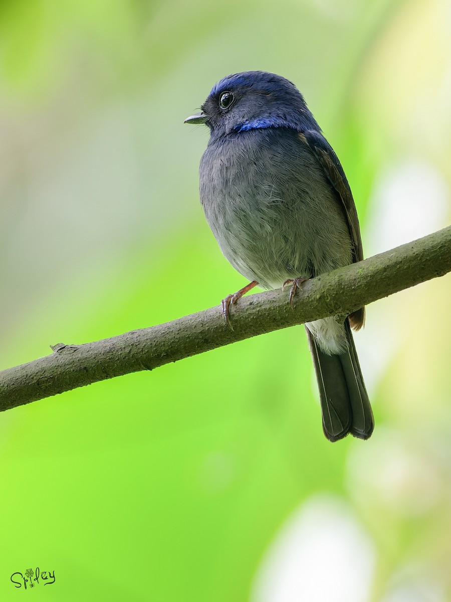 Small Niltava - ML640811552