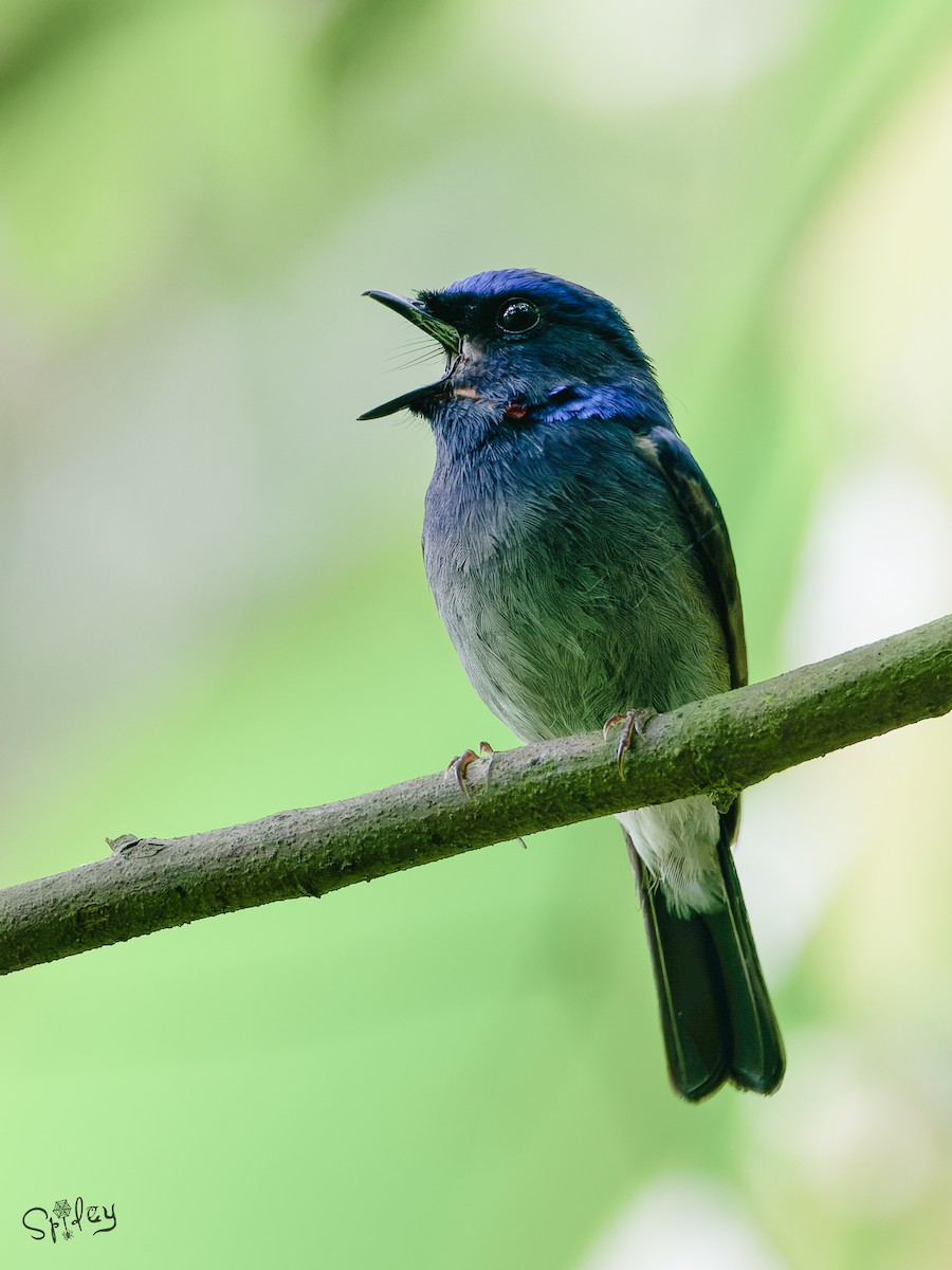 Small Niltava - ML640811553
