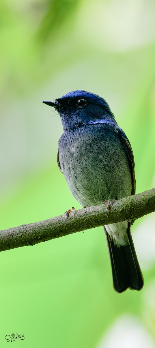 Small Niltava - ML640811554