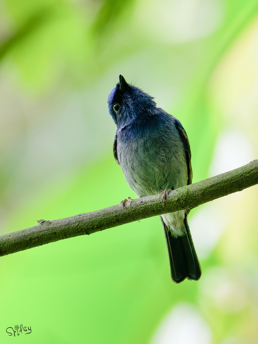 Small Niltava - ML640811555