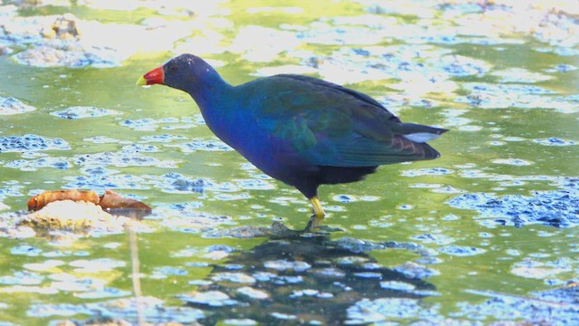 Purple Gallinule - ML640811557