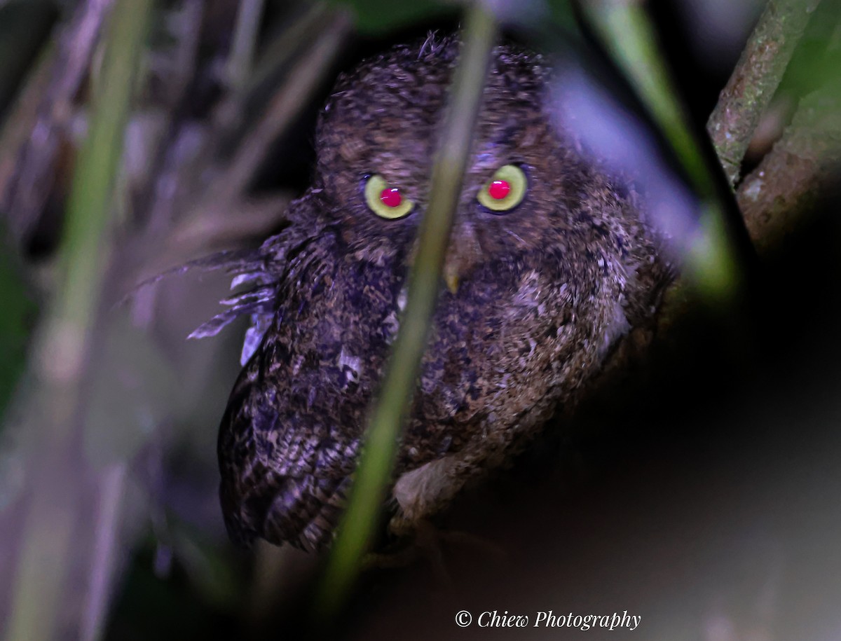 Mountain Scops-Owl - ML640811569