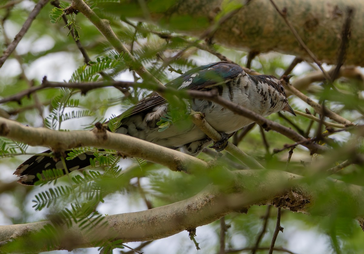 Dideric Cuckoo - ML640811604