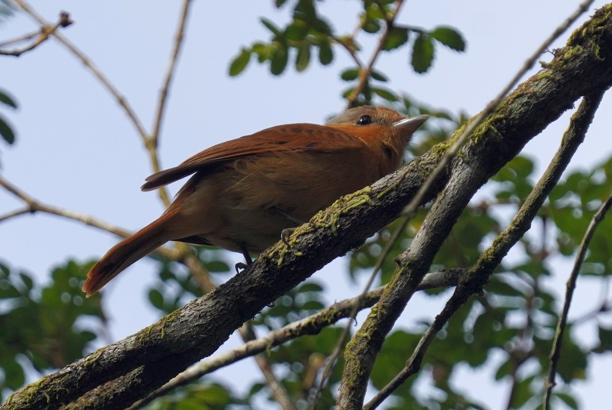 Bécarde à calotte rousse - ML640811608