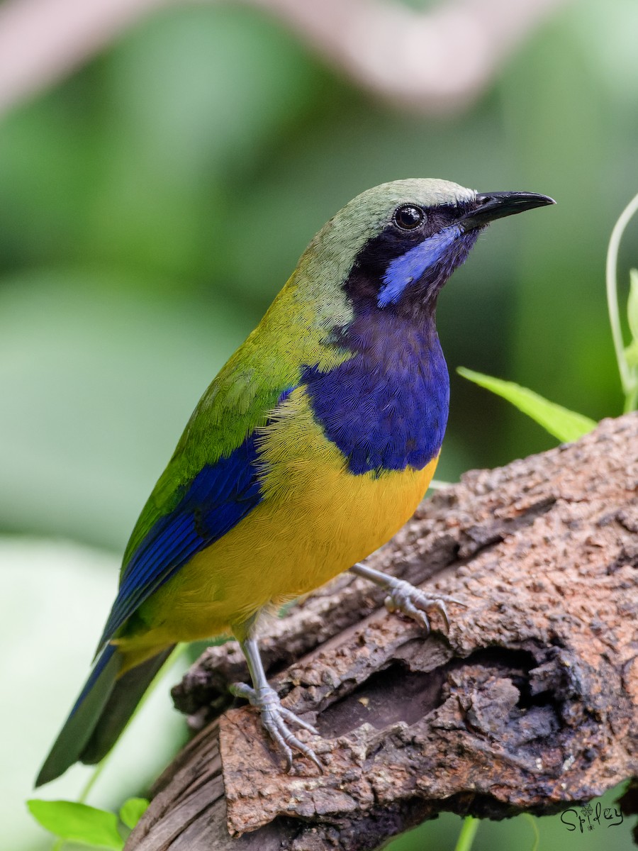 Orange-bellied Leafbird - ML640811616