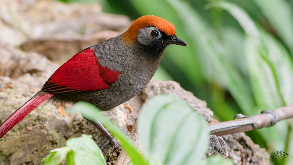 Red-tailed Laughingthrush - ML640811626