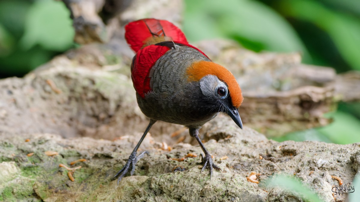 Red-tailed Laughingthrush - ML640811627