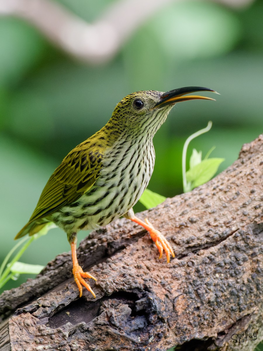 Streaked Spiderhunter - ML640811631