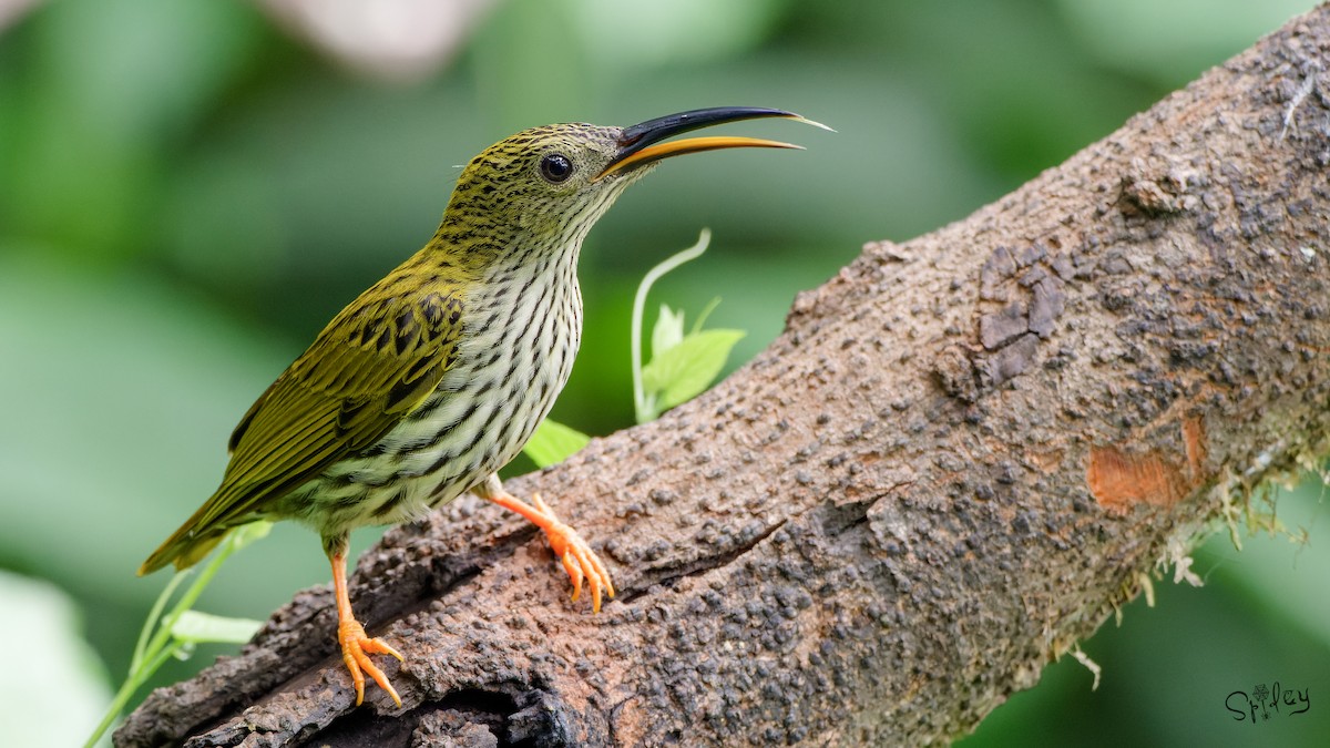 Streaked Spiderhunter - ML640811636