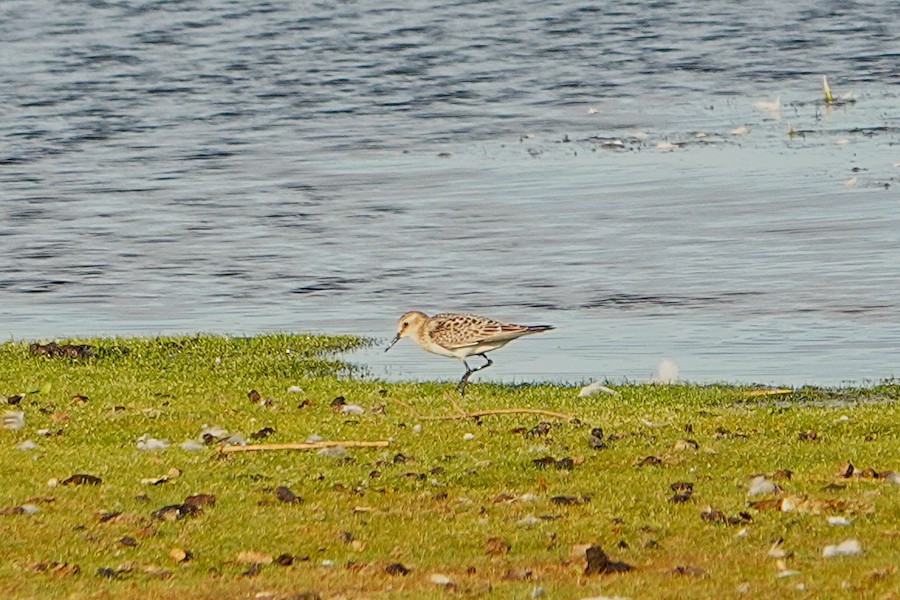 Baird's Sandpiper - Karen Thompson