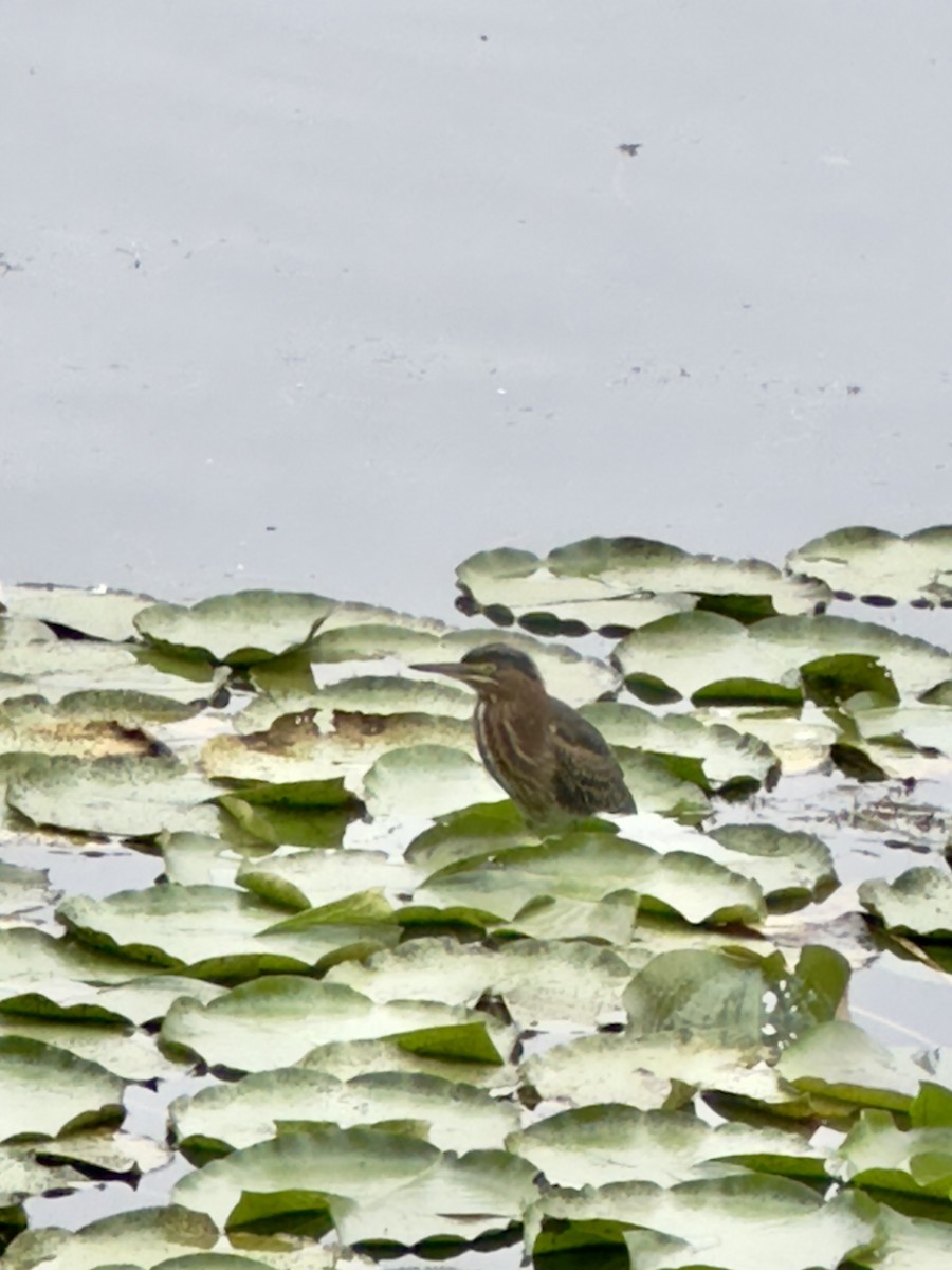 Green Heron - ML640811691