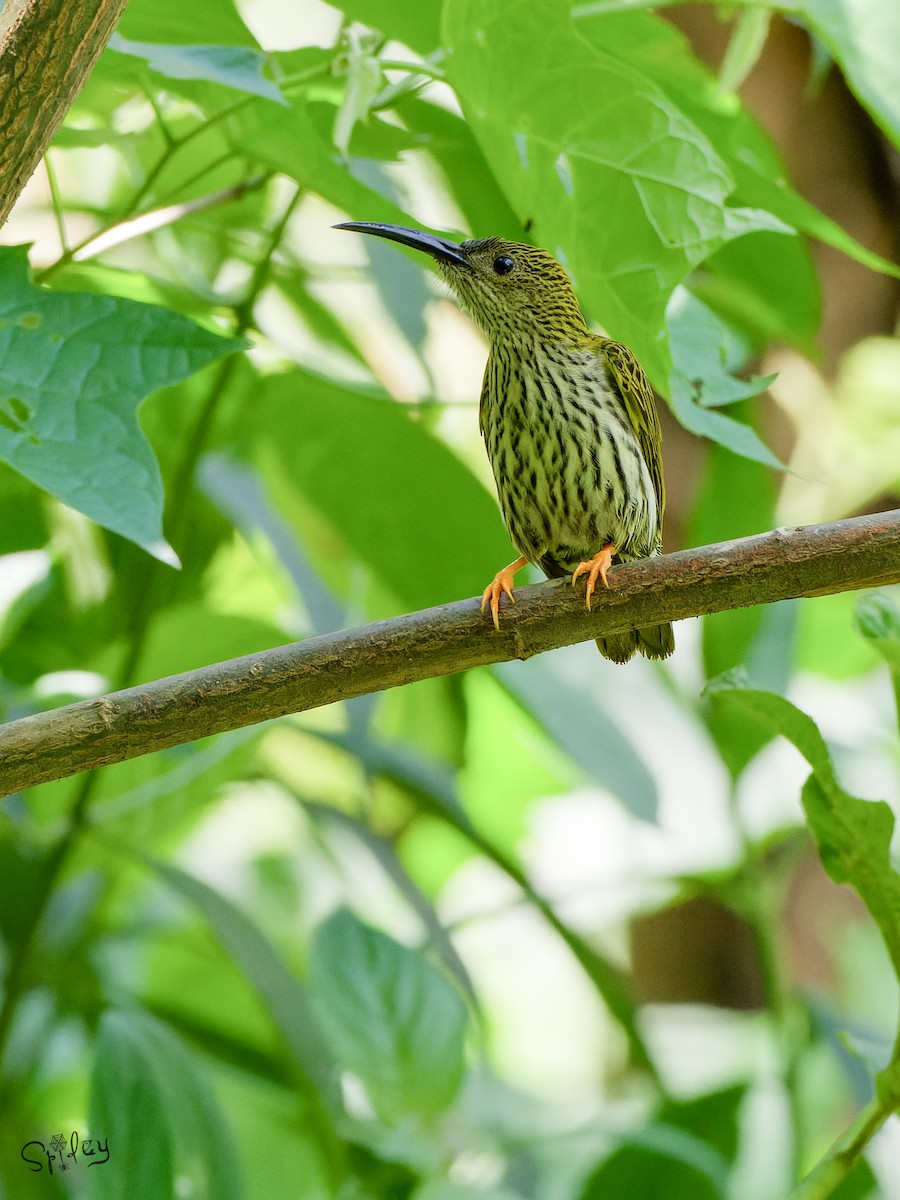 Streaked Spiderhunter - ML640811704