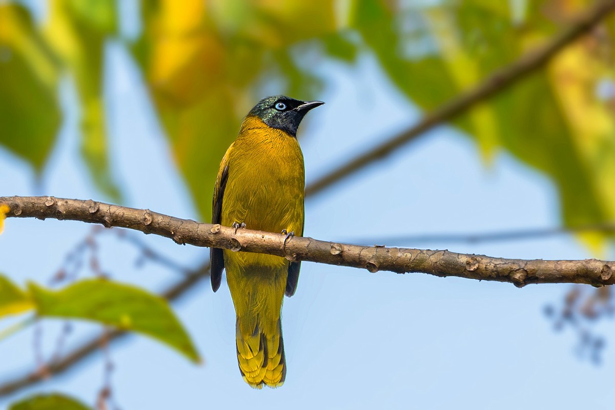 Black-headed Bulbul - ML640811705